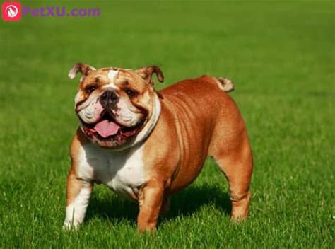 Dogs with Short Legs: Why and List of 9 Naturally Short Legged Dog ...