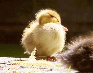 phototoartguy: From Reddit "Baby duck yawning!" | Cute ducklings, Baby ...