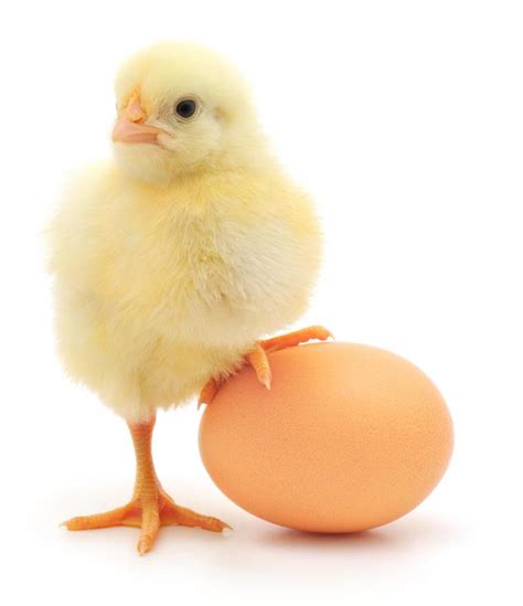 What is a Chicken Egg? (with pictures)