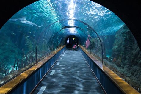 Aquarium of Genoa: everything you need to know - DEB BLOG