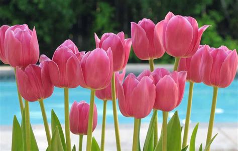 flowers for flower lovers.: Pink tulips flowers.