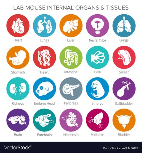 Lab Mouse Internal Organs And Tissues Iconset Vector Image, 52% OFF