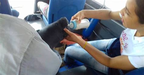 2-Month-Old Manatee Gets Separated From Mom. Where They Find Him ...