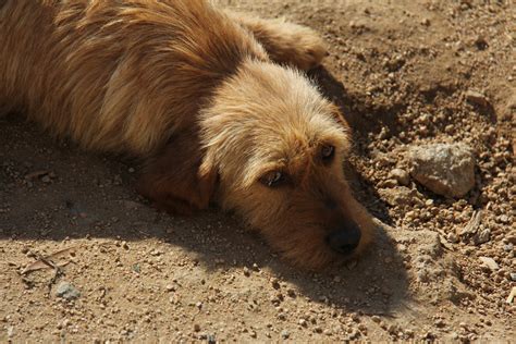 Podencos El Fortachón: Mis otros perros de caza II