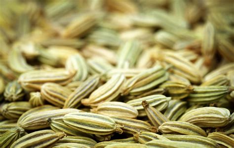 Getting Started with Your Fennel Plants - Food Gardening Network