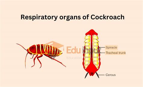 Respiration In Cockroach-Respiratory organs And Mechanism