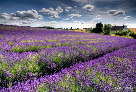 Cotswold Lavender | A shot from yesterdays trip to snowhill … | Flickr