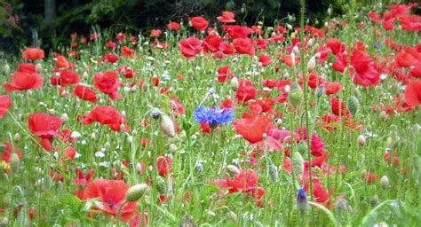 Poppy Field | I like the odd blue flowers blooming amongst t… | Flickr