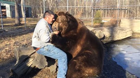 Now This Is How You Give a Bear Hug Video - ABC News