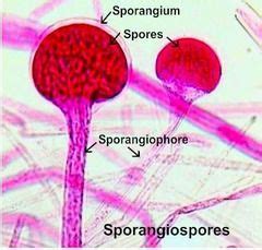 DIVISION ZYGOMYCOTA Rhizopus stolonifer - sporangiospores (asexual ...