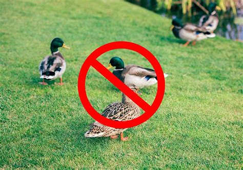 How To Get Rid Of Ducks In Pool | Find Out Here | All Animals Guide