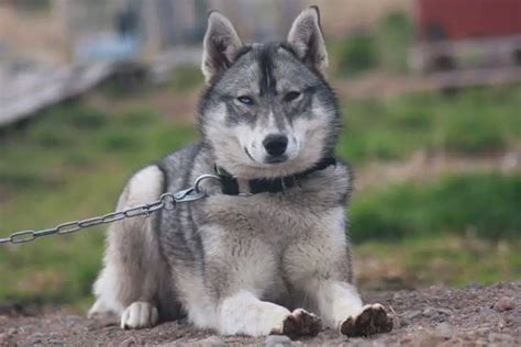 Husky Colors: 8 Colors a Siberian Husky’s Coat Can Be