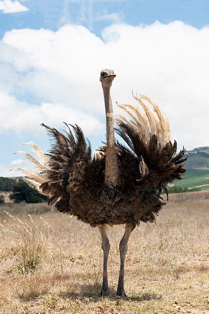 Ostrich Wings Stock Photos, Pictures & Royalty-Free Images - iStock