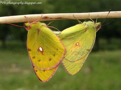 The Clouded Yellow Butterfly | Nature, Cultural, and Travel Photography Blog