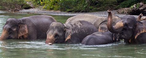 Sumatran Elephant | Endangered Species | Animal Planet