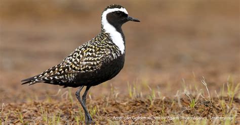 American Golden-Plover - American Bird Conservancy