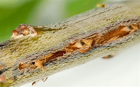 Cicadas Life Cycle - With Facts & Pictures - Insectic