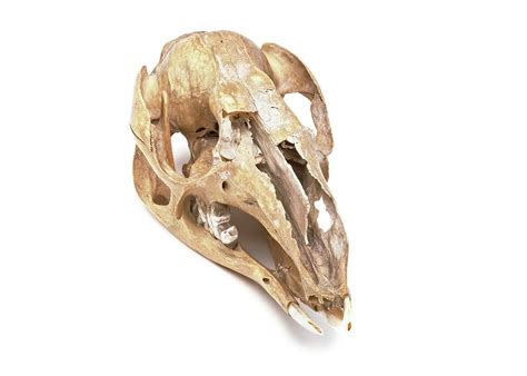 Kangaroo Skull Photograph by Ucl, Grant Museum Of Zoology - Fine Art America