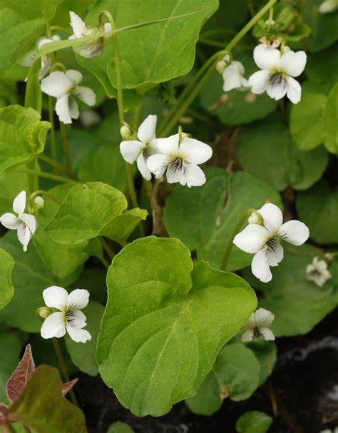 Mid Atlantic Nature: How to Identify the White Violets of the Mid Atlantic Region