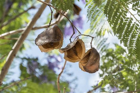 Why there’s a lot more to love about jacarandas than just their purple ...