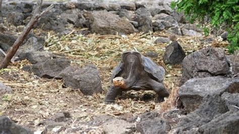 Giant Saddleback Tortoise Walking Along Ground Stock Footage Video (100 ...