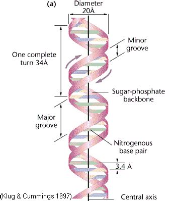 B DNA