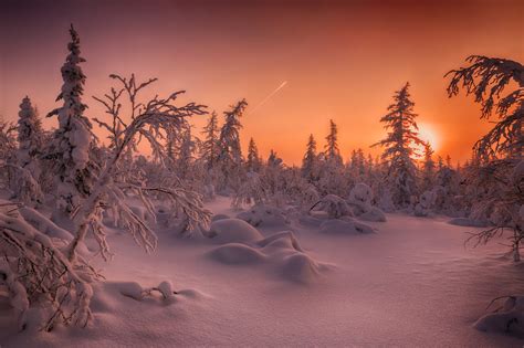 Wallpaper forest tundra sunset landscape - free pictures on Fonwall