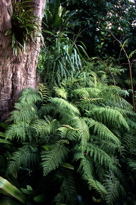 Asplenium bulbiferum