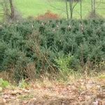 North Carolina Mountains Christmas Tree Farms - Travel NC