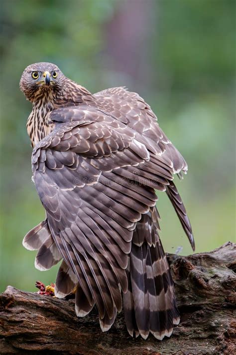 Northern Goshawk in the Forest of Noord Brabant in the Netherlands Stock Image - Image of ...