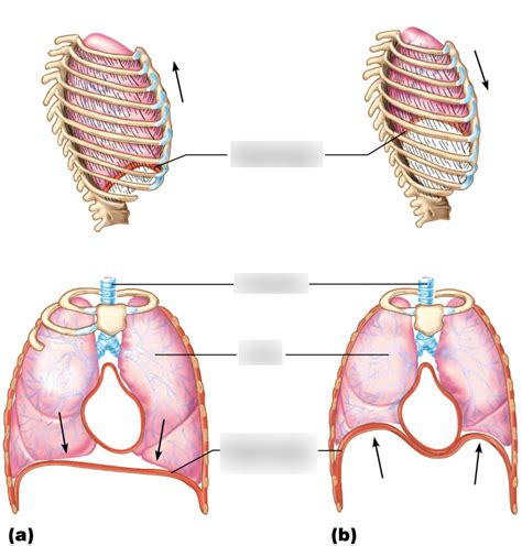 Lesson 7: Rib cage and diaphragm positions during breathing Diagram ...