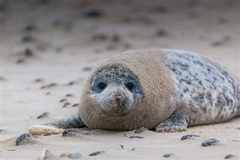 Gray Seal Numbers Are Rebounding After Near Extinction | Plants And Animals