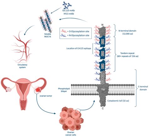 Can Benign Ovarian Cysts Elevate CA-125 Levels? – Coach M Morris