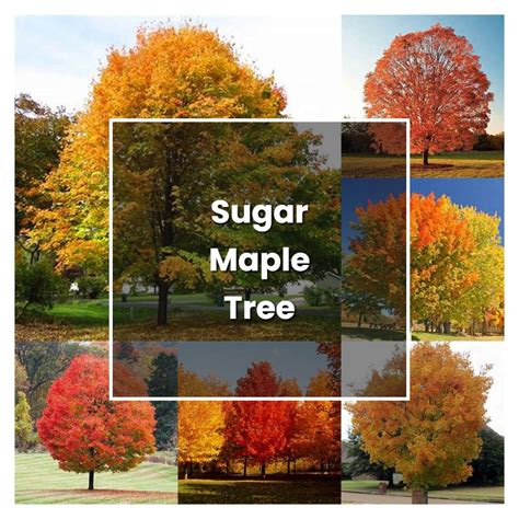 How to Grow Sugar Maple Tree - Plant Care & Tips | NorwichGardener