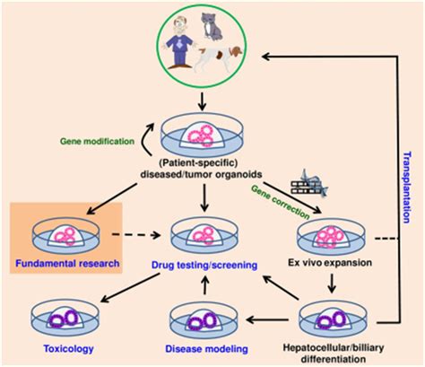 Concise Review: Organoids Are a Powerful Tool for the Study of Liver ...