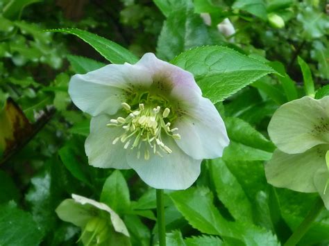 catmint garden stats: origins of plant species