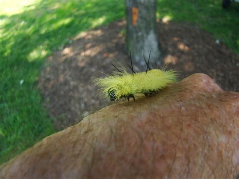 American Dagger Moth (Acronicta americana)) - The HUDSON RIVER PARK Companion