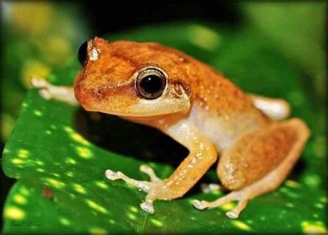 Saving the sound of the Coqui. - Coqui Endangered