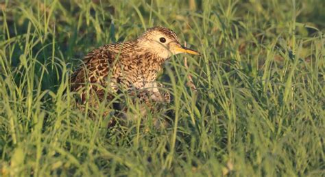 Upland Sandpiper adult with chick Tewaukon National Wildli… | Flickr