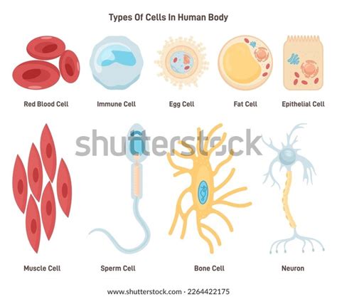 Types Cells Human Body Labeled Inner Stock Vector (Royalty Free ...