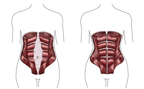 back and stomach muscles help > OFF-59%