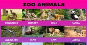 Zoo Animals: Wonderful List of 24 Animals that Live in the Zoo - Visual Dictionary