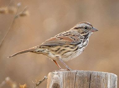 Birds of Acadia National Park (with sounds) - Avian Report