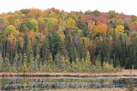 Fall Colour Report | Algonquin Provincial Park | The Friends of ...