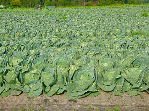 Maw and Paw's Day Dream Adventures: Cabbage harvest