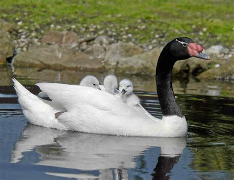 Black-necked Swan - British Waterfowl Association