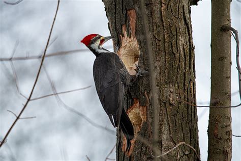 Bird Sounds and Calls of the Pileated Woodpecker | The Old Farmer's Almanac