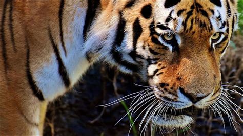 Only 13% of world's tiger conservation areas meet global standards: Report | Environment News ...