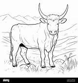 Cattle coloring pages Hi Res Stock Photography And Images  Alamy sketch template