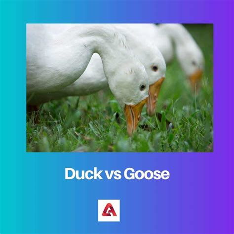 Duck vs Goose: Difference and Comparison